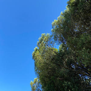 plan (feat. stk & ten$hi) (Explicit)