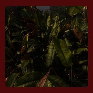 Housekeeping To Lounge Music