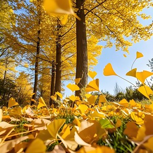 你是我相思的美 (伴奏)