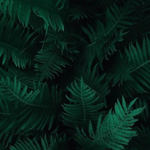 Sounds of Clarity