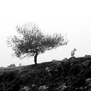 Los Pensadores Del Llanto