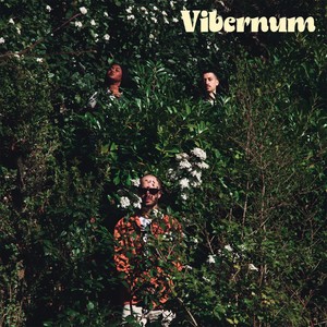 Vibernum