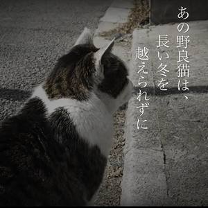 あの野良猫は、長い冬を越えられずにを歌ってみた