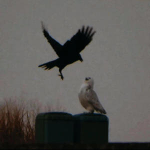 was it u¿ (feat. corvid)