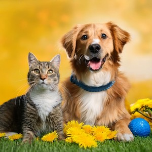 Barking At Clouds Then Falling Asleep