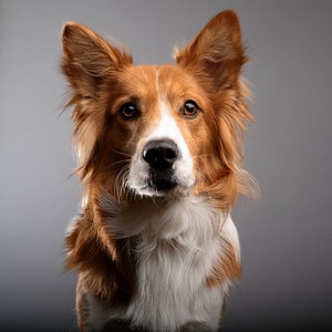 Lofi Rhythms For Calm Pets