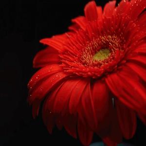 MI REINA (feat. ALEX M PI & AFL EL RÍTMICO) (Remix)