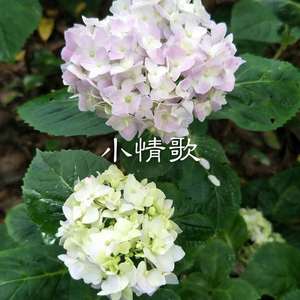 星舞者