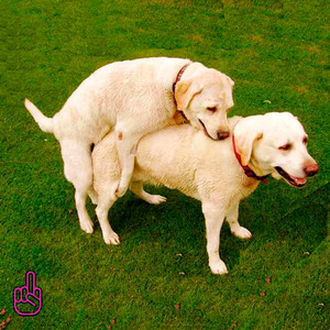 Pachanga Messi (Explicit)