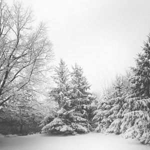 Mitten Weather