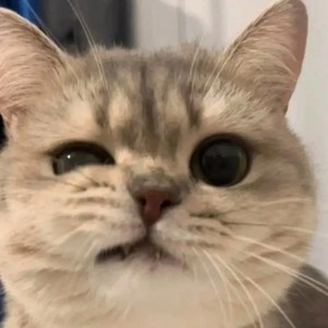 冷空气小猫讨厌你