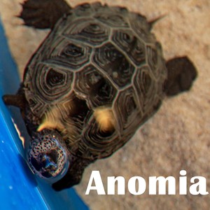 Anomia