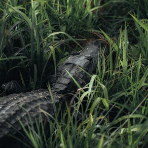 Bayou Pt. 2 (feat. Luh Ky) (Explicit)