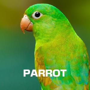 PARROT