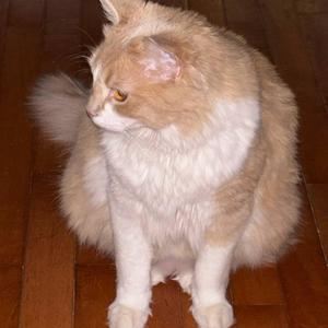 CALLING YOU (feat. Jack Zorana)