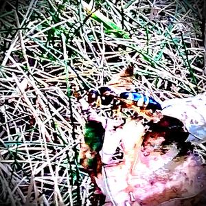 GOODMOURNING (feat. Shinnozuke) (Explicit)