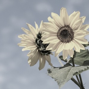 再也无法完成的曲子