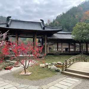 樱花树下的约定