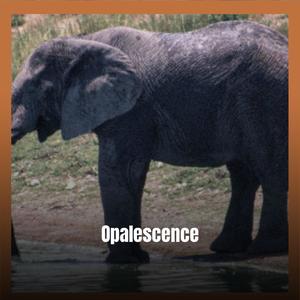 Opalescence