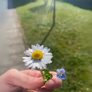 Dentro un altro film