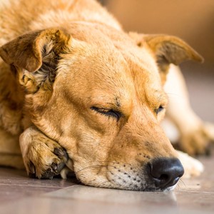 Vibraciones Serenas Para Dormir En Perros