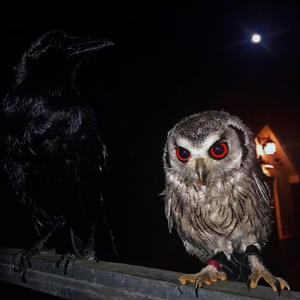 ANY MERCY FORBIDDEN (Explicit)