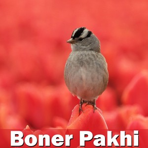 Boner Pakhi