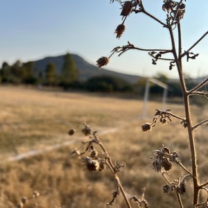 Anestesia Al Corazon (Acoustic Version)