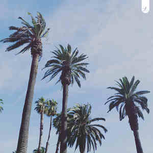 Guinguette