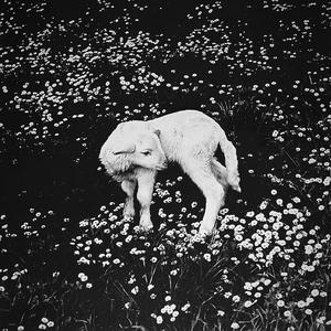 Yugular Scar (Explicit)