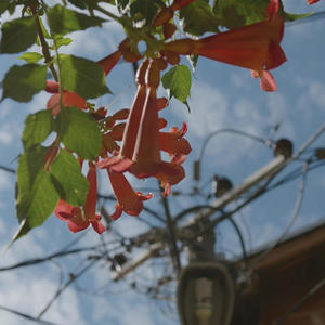 Ibra - Fremde ? (Explicit)