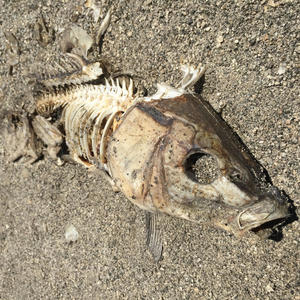 Fish Don't Matter (Explicit)