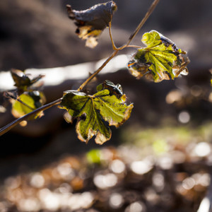 Vegetation