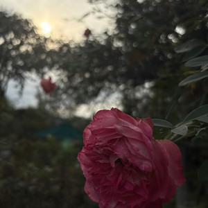 gently (feat. ZOLA YUU, 結月ゆかり & 歌愛ユキ)