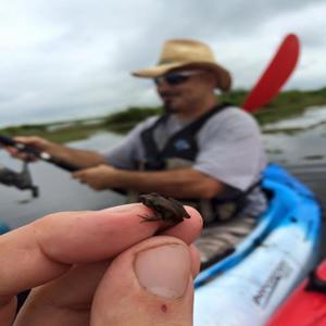 Bayou Boy (feat. Bassgator)