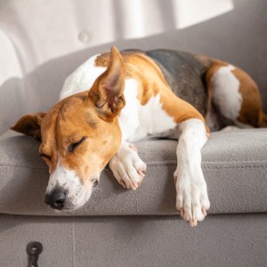 Ambiente De Sueño Para Perros