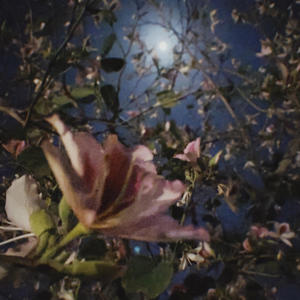 Battle Within (feat. Naami! & Razor Ramon) (Explicit)