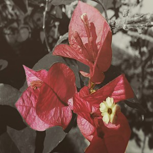 Rosas