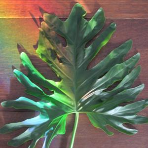 Nature Dub (feat. Goja Bongos) (Bongo Version)