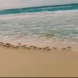 Blaa blas blaa (Explicit)