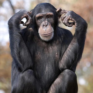 Black Chimpanzees