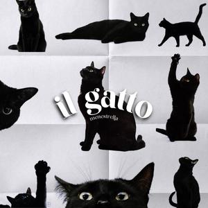 Il gatto