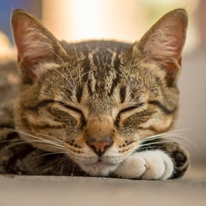 Ritmos Suaves Para Gatitos Inquietos