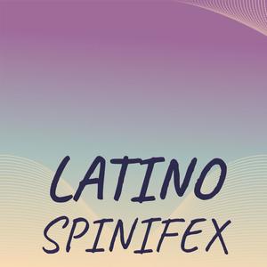 Latino Spinifex