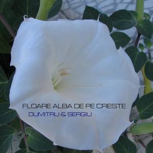 Floare Alba De Pe Creste