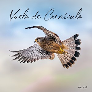 Vuelo de Cernícalo