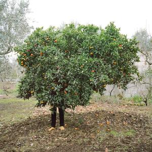 È andata via con lui