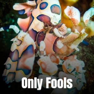 Only Fools