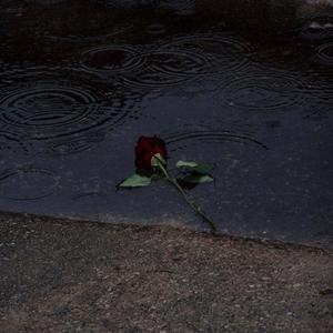 LFDM - Blossom (Explicit)