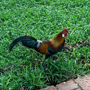 supreme ruler of the universe